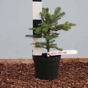 Noble Fir (Abies procera) Img 2
